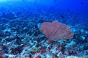 Annella mollis-Maldives Dhidhoo beyru-13m-20240425-da-DSC_6901_tn